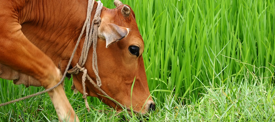 Take part in survey on good practices in feed industry